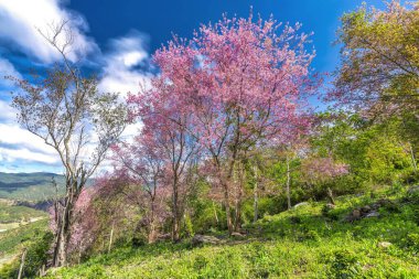 Vietnam 'ın Da Lat kentindeki barışçıl ilkbaharı karşılamak için kiraz kayısı ağaçları açan sabah manzarası.