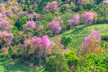 2023 ilkbaharında Da Lat, Vietnam 'ın dağlık bölgelerinde vahşi sakura ormanları çiçek açıyor. İlkel ormanların renklerindeki değişim baharın barışçıl gelişinin habercisidir.