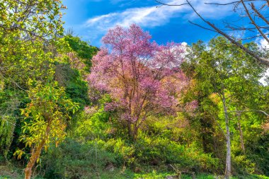 Vietnam 'ın Da Lat kentindeki barışçıl ilkbaharı karşılamak için kiraz kayısı ağaçları açan sabah manzarası.