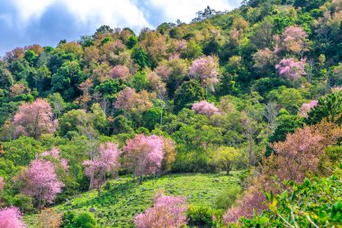 2023 ilkbaharında Da Lat, Vietnam 'ın dağlık bölgelerinde vahşi sakura ormanları çiçek açıyor. İlkel ormanların renklerindeki değişim baharın barışçıl gelişinin habercisidir.
