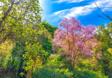 Vietnam 'ın Da Lat kentindeki barışçıl ilkbaharı karşılamak için kiraz kayısı ağaçları açan sabah manzarası.