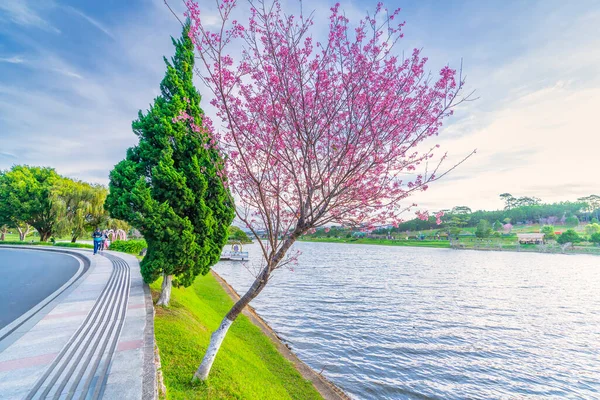 Stock image Cherry tree bloom along the road side in the sunny spring morning in Da Lat, Vietnam