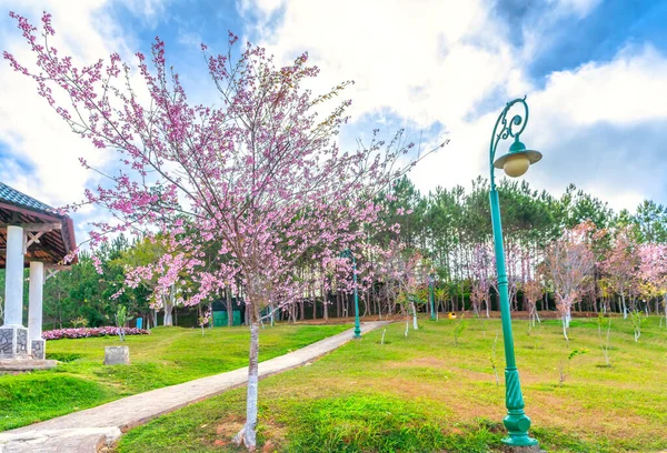 Vista Mañana Parque Con Albaricoques Cerezo Flor Para Dar Bienvenida — Foto de Stock