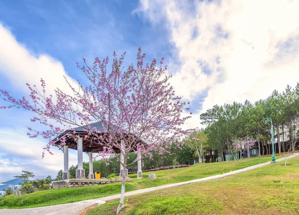 Vista Mañana Parque Con Albaricoques Cerezo Flor Para Dar Bienvenida — Foto de Stock