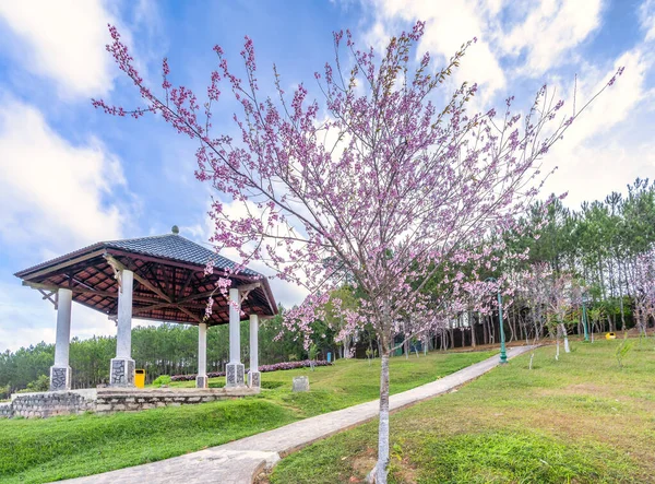 Vista Mañana Parque Con Albaricoques Cerezo Flor Para Dar Bienvenida —  Fotos de Stock