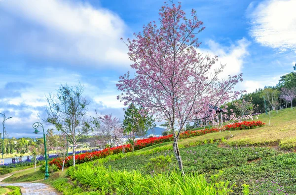Утренний Вид Парке Цветущими Вишневыми Абрикосовыми Деревьями Приветствовать Мирную Весну — стоковое фото