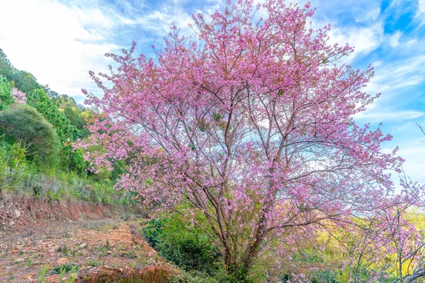 stock image Da Lat, Vietnam - January 23rd, 2023: Cherry apricot tree bloom brilliantly in the spring morning on the hillside attract tourists to visit in Da Lat, Vietnam.