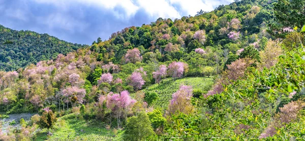 Las Pełen Dzikiej Sakury Kwitnie Wiosną 2023 Roku Wyżynach Lat — Zdjęcie stockowe