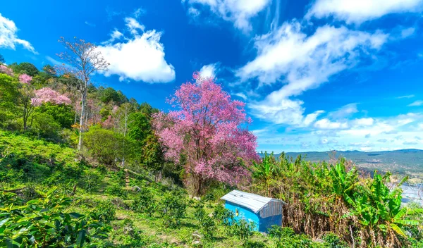 Vista Mañana Ladera Con Albaricoques Cerezo Flor Para Dar Bienvenida — Foto de Stock