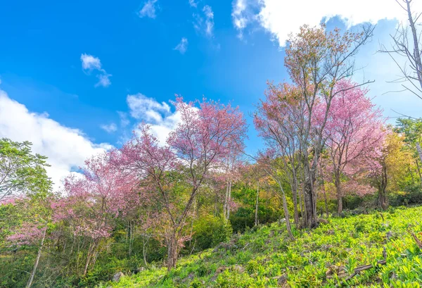 Утренний Вид Склон Холма Цветущими Вишневыми Абрикосами Поприветствовать Мирную Весну — стоковое фото