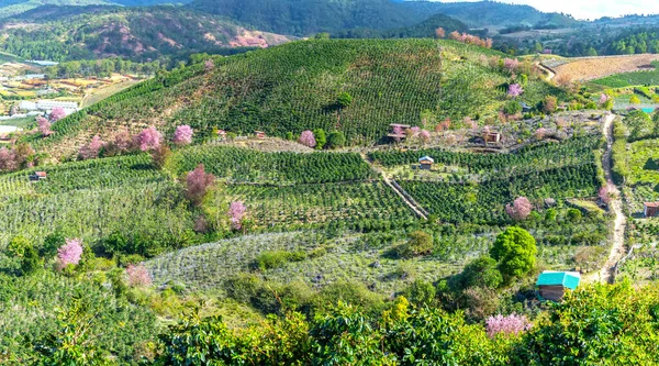 2023年春 ベトナムのダラットの高原で 野生の桜がいっぱいの森が咲いています 原始林の色の変化が春の平和的な到来を告げる — ストック写真