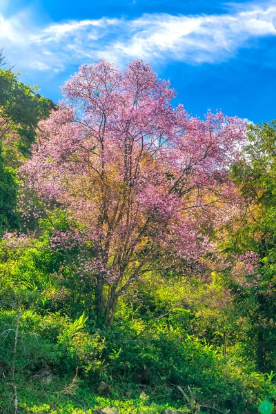 Ráno Pohled Úbočí Kopce Třešňovými Meruňky Květu Přivítat Klidné Jaro — Stock fotografie