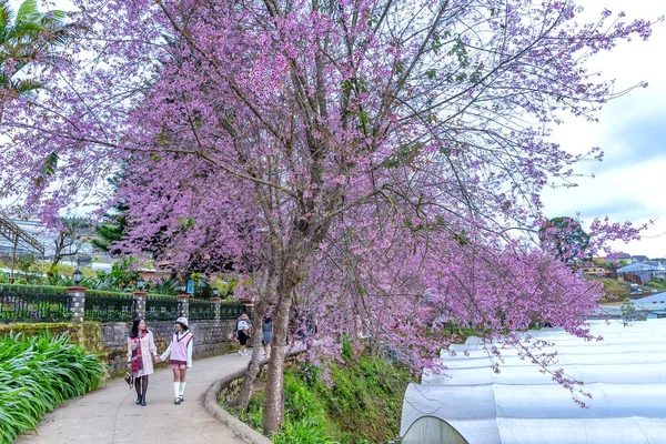 越南达拉特 2023年1月23日 春天早晨 一排排生长在繁茂住宅区的野生树苗吸引游客到越南达拉特观光 — 图库照片
