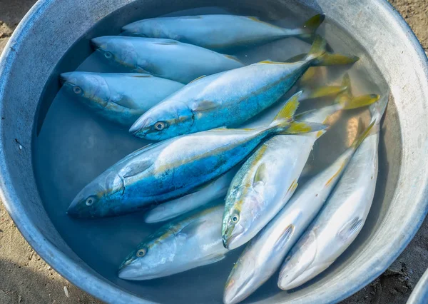 ベトナム中部のシーフードマーケットで水ボウルに生の生のイエローテールのアンバージャック魚が販売されています — ストック写真