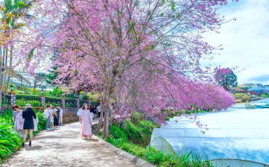 Da Lat, Vietnam - 23 Ocak 2023: İlkbahar sabahı çiçek açan yerleşim alanlarına dikilmiş yabani sakura ağaçları turistleri Da Lat, Vietnam 'a davet ediyor..
