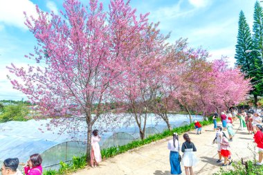 Da Lat, Vietnam - 23 Ocak 2023: İlkbahar sabahı çiçek açan yerleşim alanlarına dikilmiş yabani sakura ağaçları turistleri Da Lat, Vietnam 'a davet ediyor..