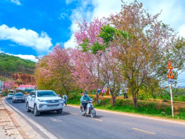 Da Lat, Vietnam - 25 Ocak 2023: Vietnam 'da güzel bir bahar sabahı yol kenarında kiraz ağaçları açarken yoğun bir virajın köşesinde trafik vardı.
