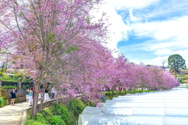 Lat Vietnam Januari 2023 Rader Vilda Sakura Träd Planterade Bostadsområden — Stockfoto