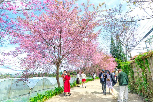 Da Lat, Vietnam - 23 Ocak 2023: İlkbahar sabahı çiçek açan yerleşim alanlarına dikilmiş yabani sakura ağaçları turistleri Da Lat, Vietnam 'a davet ediyor..