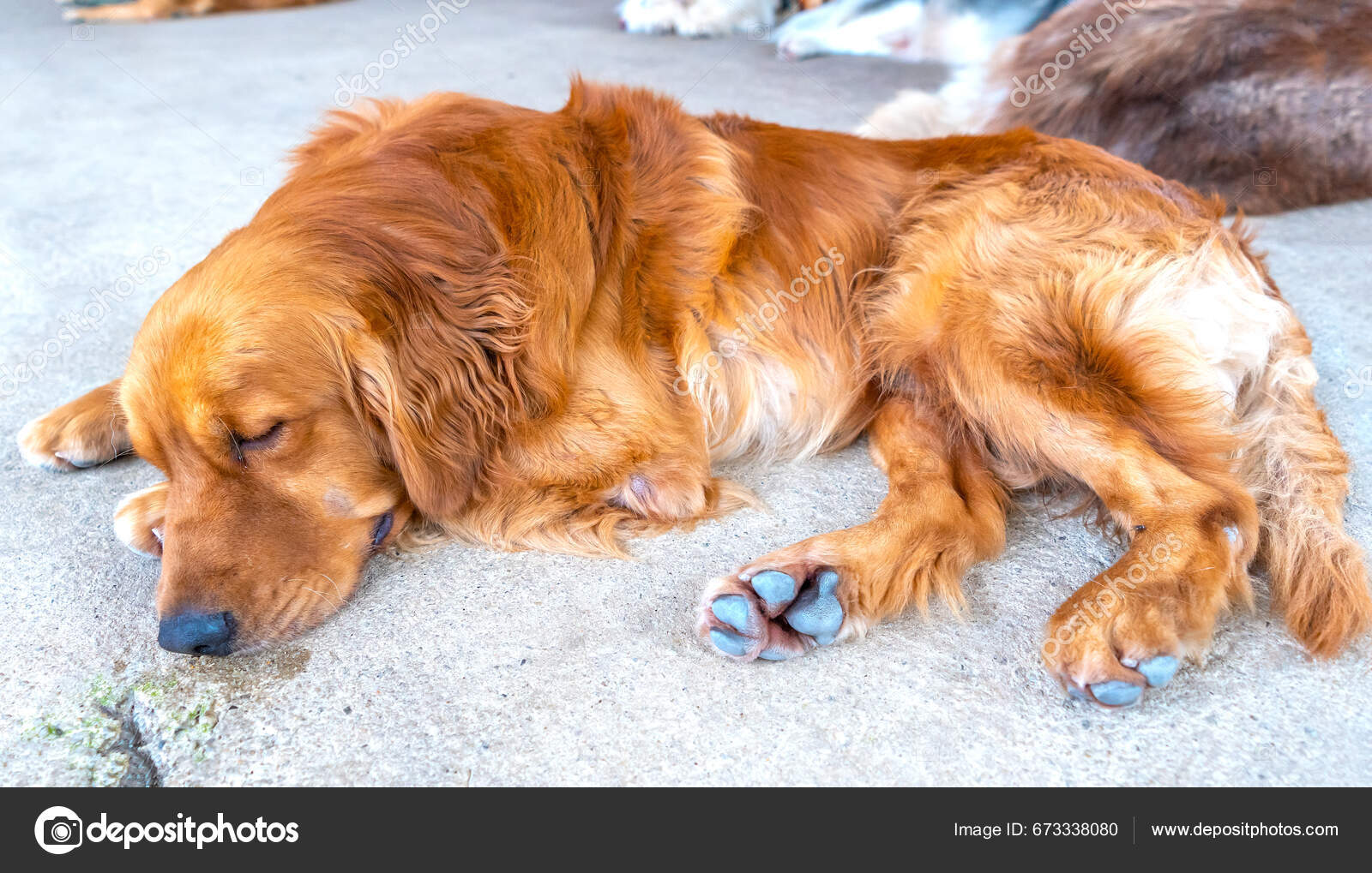 Golden Retriever Domesticated Pet Medium Sized Dog Belonging