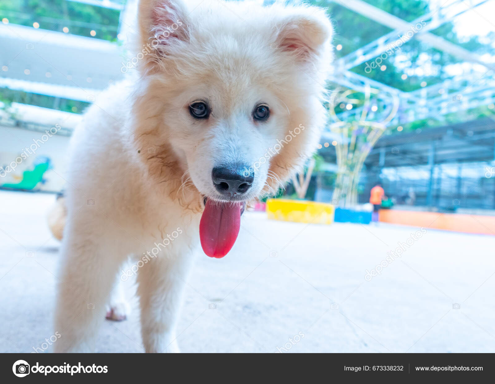 Samoyed coat 2024