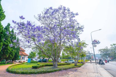 Da Lat, Vietnam - 11 Nisan 2023: Sokak köşesinde çiçek açan Jacaranda çiçekleri, Vietnam 'daki Dalat dağlık kesiminde yağmur mevsimi değişiminin habercisidir.