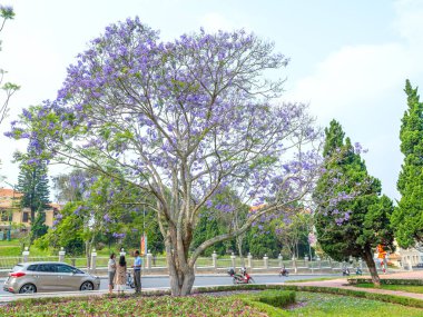 Da Lat, Vietnam - 11 Nisan 2023: Sokak köşesinde çiçek açan Jacaranda çiçekleri, Vietnam 'daki Dalat dağlık kesiminde yağmur mevsimi değişiminin habercisidir.