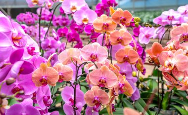 Phalaenopsis orkideleri bahçede çeşitli renklerde çiçek açarak evlerini dekore eden, hediyeler veren veya açan müşterilere satılmak üzere çiçek pazarına getirilmeyi bekliyorlar.