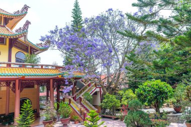 Da Lat, Vietnam - 11 Nisan 2023: Dalat, Vietnam 'daki evin bahçesinde Jacaranda ağacı çiçek açma mevsimi