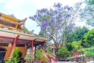 Da Lat, Vietnam - 11 Nisan 2023: Dalat, Vietnam 'daki evin bahçesinde Jacaranda ağacı çiçek açma mevsimi