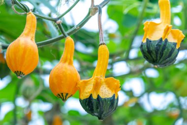 Hasat bahçesinde çirkin bir kuğu şeklinde yenebilir balkabakları. Cadılar Bayramı ya da Şükran Günü için dekore edilirdi. Anormal, gayri resmi ve komik sebze ya da yiyecek konsepti.