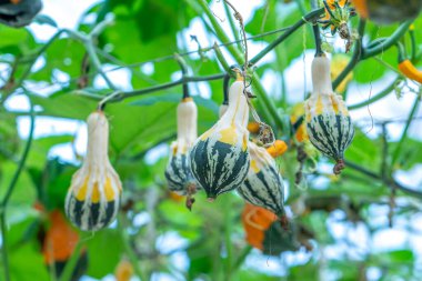 Hasat bahçesinde çirkin bir kuğu şeklinde yenebilir balkabakları. Cadılar Bayramı ya da Şükran Günü için dekore edilirdi. Anormal, gayri resmi ve komik sebze ya da yiyecek konsepti.