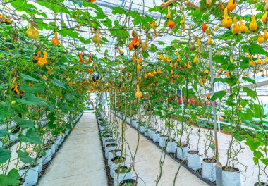 Hasat bahçesinde çirkin bir kuğu şeklinde yenebilir balkabakları. Cadılar Bayramı ya da Şükran Günü için dekore edilirdi. Anormal, gayri resmi ve komik sebze ya da yiyecek konsepti.