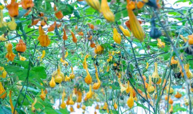 Hasat bahçesinde çirkin bir kuğu şeklinde yenebilir balkabakları. Cadılar Bayramı ya da Şükran Günü için dekore edilirdi. Anormal, gayri resmi ve komik sebze ya da yiyecek konsepti.