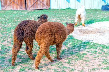 Çiftlikteki Alpaca. Alpakalar, hem örgü hem de dokuma için kullanılan koyun yününe benzeyen lifleri için yetiştirilirler..