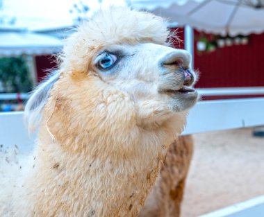 Çiftlikteki Alpaca. Alpakalar, hem örgü hem de dokuma için kullanılan koyun yününe benzeyen lifleri için yetiştirilirler..