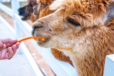 Çiftlikteki Alpaca. Alpakalar, hem örgü hem de dokuma için kullanılan koyun yününe benzeyen lifleri için yetiştirilirler..