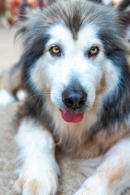 Alaska Malamute evcil hayvan köpek portresi. Onlar çok dost canlısı ve çok iyiler. Çocuklara yakın olmak için evcil hayvan olarak evinizi seçmeliler.