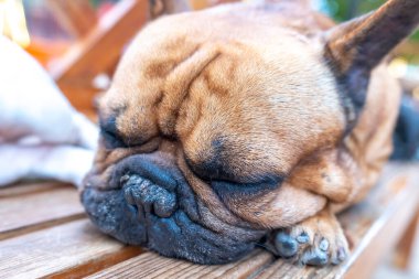 Evcil hayvanın Bulldog portresi. Sarkık bir yüzleri ve buruşuk derileri var ama insanlara karşı çok cana yakınlar.
