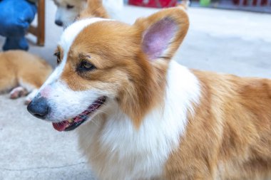 Evcilleştirilmiş evde etkileyici kürklü şirin Corgi. İnsanlarla çok samimi ve iyi dostturlar.