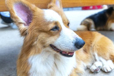 Evcilleştirilmiş evde etkileyici kürklü şirin Corgi. İnsanlarla çok samimi ve iyi dostturlar.