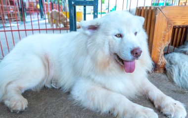 Samoyed, Sibirya kökenli bir av köpeği türüdür. Bu köpek, kar beyazı paltolu ve kurt benzeri özellikleri olan bir köpek..