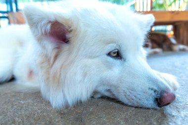 Samoyed, Sibirya kökenli bir av köpeği türüdür. Bu köpek, kar beyazı paltolu ve kurt benzeri özellikleri olan bir köpek..