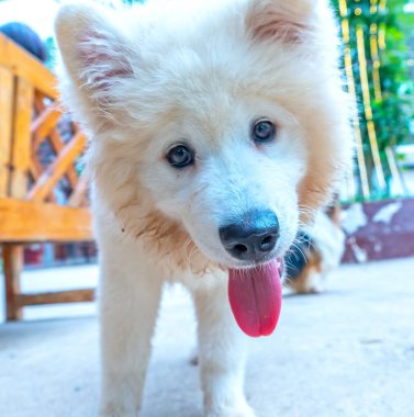 Samoyed, Sibirya kökenli bir av köpeği türüdür. Bu köpek, kar beyazı paltolu ve kurt benzeri özellikleri olan bir köpek..