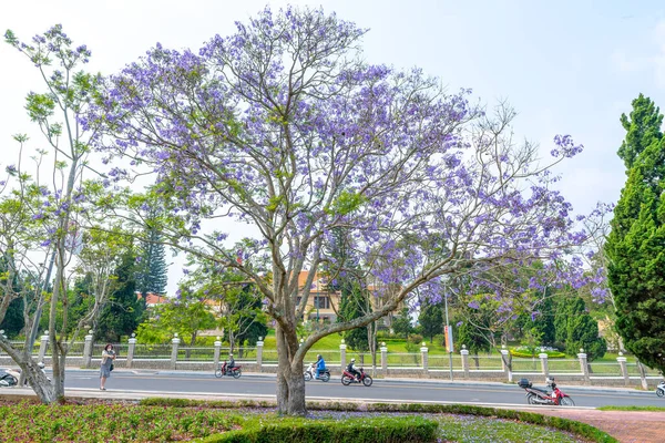 Lat Vietnam Abril 2023 Los Árboles Flores Jacaranda Florecen Brillantemente — Foto de Stock