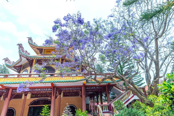 Lat Vietnam Abril 2023 Jacaranda Tree Blooming Season Garden House —  Fotos de Stock
