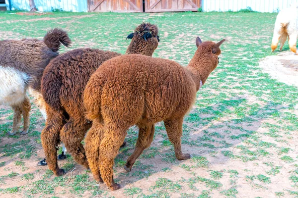 Alpaka Auf Dem Bauernhof Alpakas Wurden Für Ihre Faser Gezüchtet — Stockfoto
