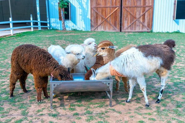 Alpaca on the farm. Alpacas have been bred for their fiber, which is similar to sheep\'s wool and is used for both knitting and weaving.