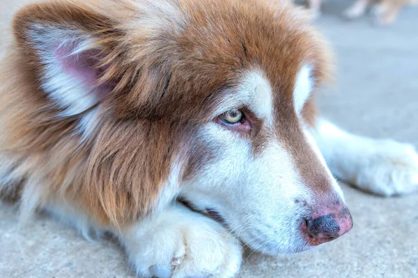 Alaska Malamute dog portrait in domesticated pet. They are very friendly and good excessively should choose as pets in your home to close to children