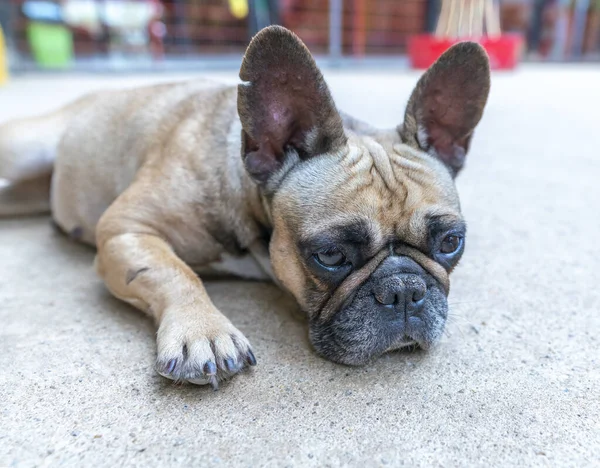 Evcil hayvanın Bulldog portresi. Sarkık bir yüzleri ve buruşuk derileri var ama insanlara karşı çok cana yakınlar.